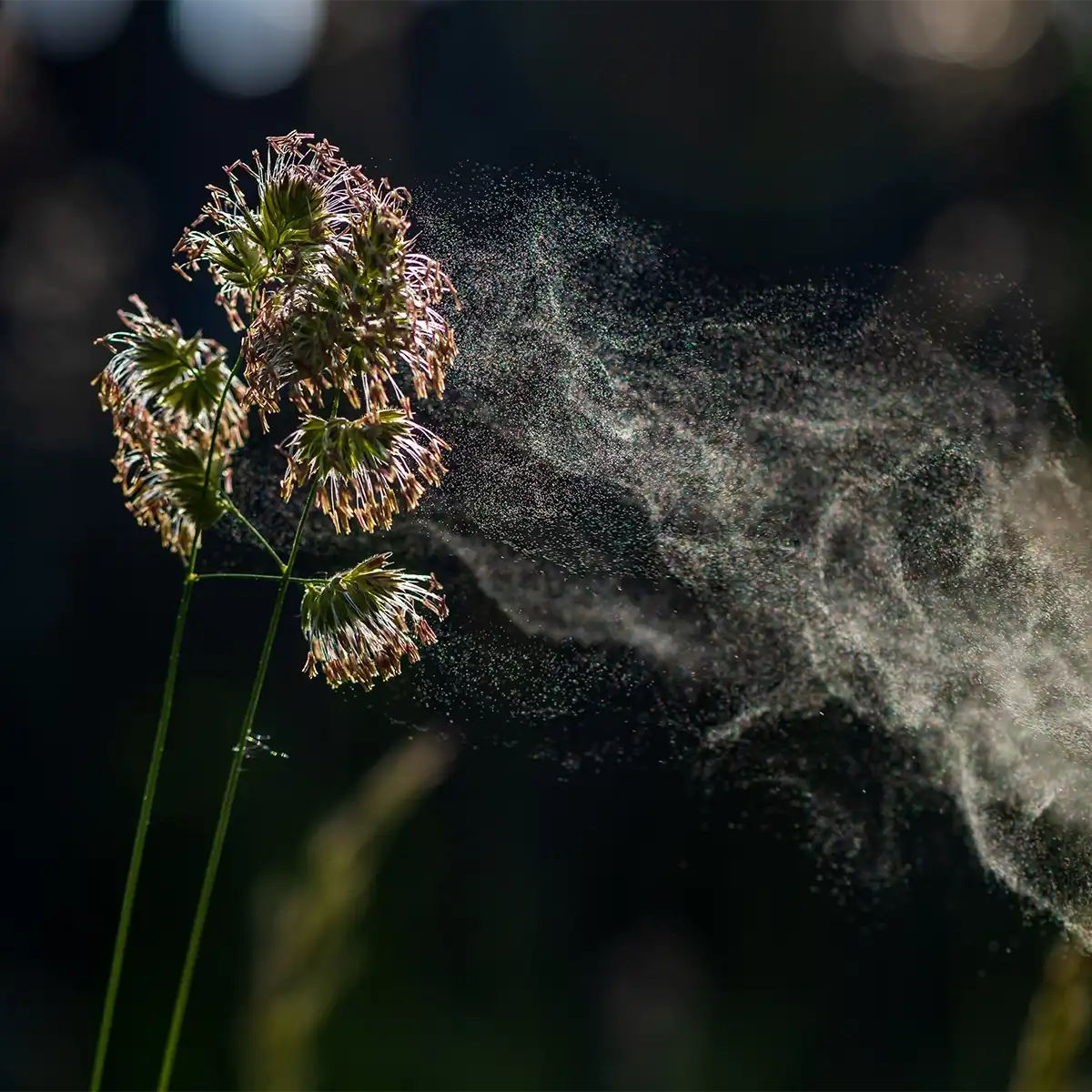 Respiratory Allergy Test