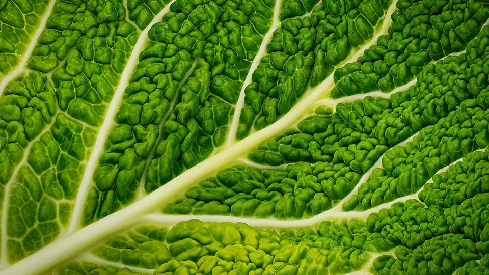 Smart DNA - Nutrition Package